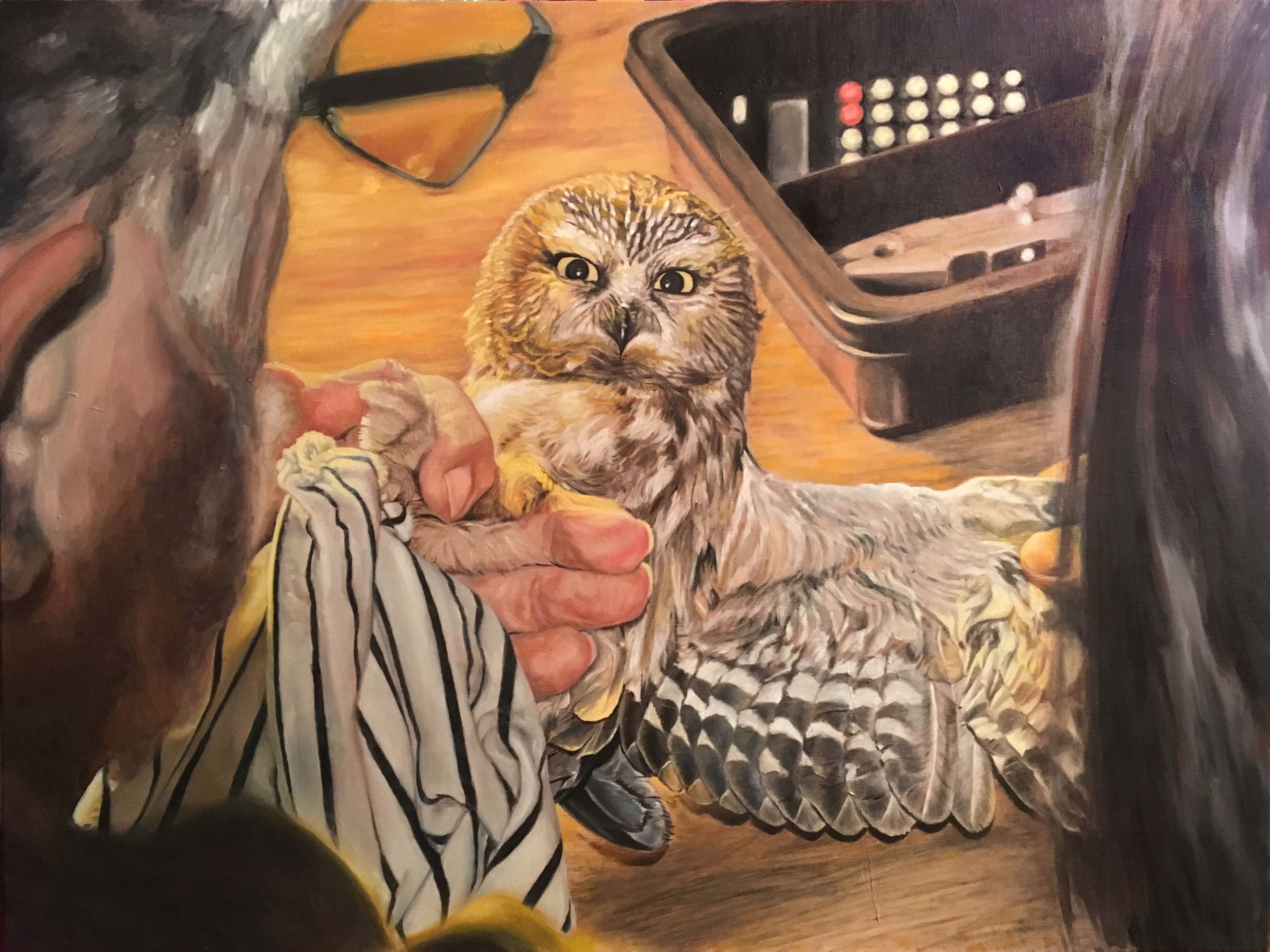 Contact Owl Banding, Saw-Whet Owl, Tom Lincoln, Tracy Steen